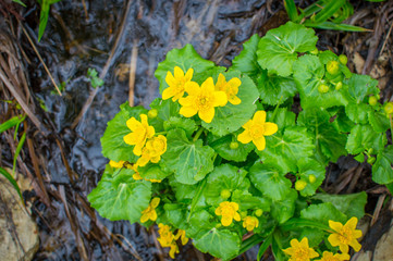 Yellow marsh flower