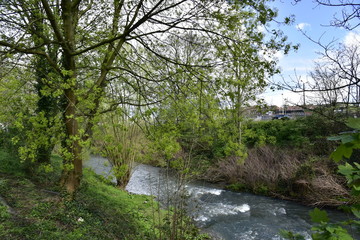 Fototapeta premium The wild nature along Senne River in Halles