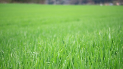Gras Panorama - Feld - Frühlingsfrisch