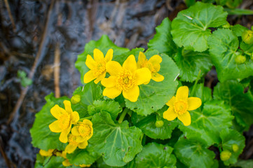 Yellow marsh flower