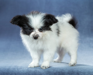 Cute little puppy Papillon