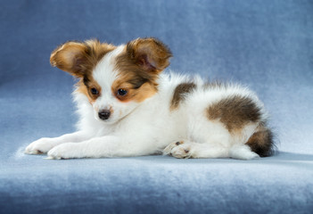 Cute Papillon puppy lying
