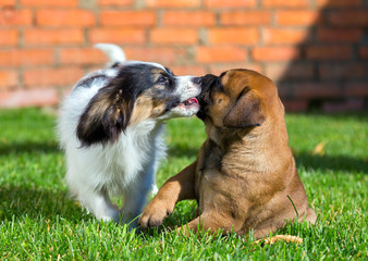 Two puppies playing  