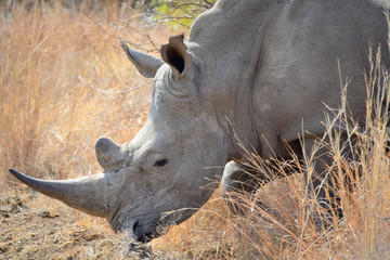 African White rhinoceros moving through the dry winder bush while grazing 