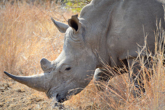 African White rhinoceros moving through the dry winder bush while grazing 