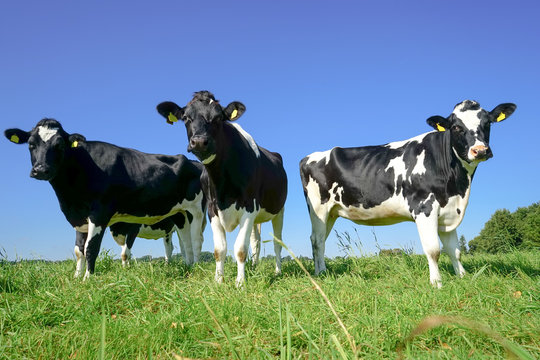 Schwarzbunte Kühe auf der Weide, Dreierformation