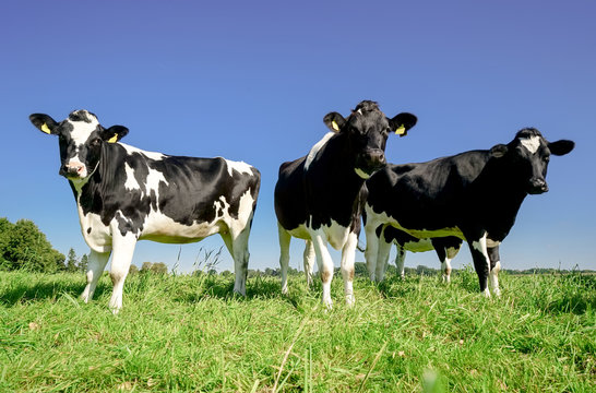 Drei Holstein Friesian Kühe auf einer Sommerweide