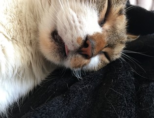 Sleeping Cat