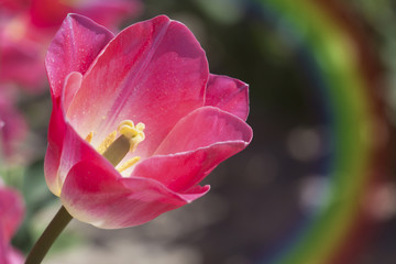 Tulipe et arc-en-ciel