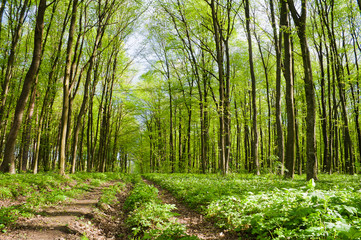 Footpath in spring forest