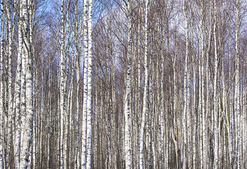 Pattern of birch trees without leaves
