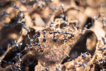 Black worker ants colony, selective focus, macro shot