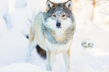 Wolf stands in beautiful and cold winter forest