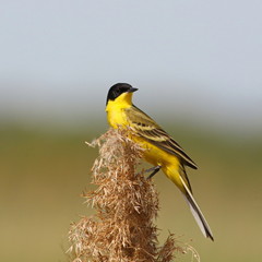Yellow Wagtail, Motacilla flava feldegg