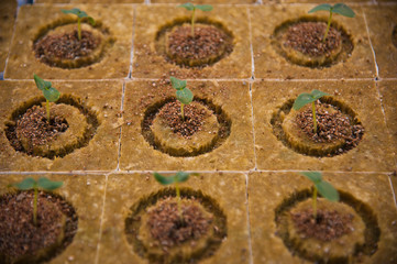 Young plants in greenhouse