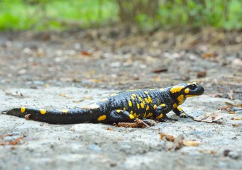 Common salamander
