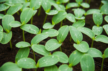 Fototapeta na wymiar Young plants in greenhouse, close up