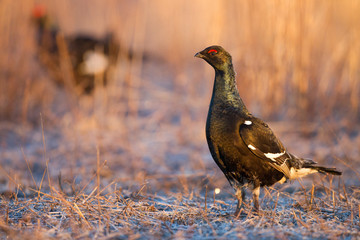 Young black grouse (Tetrao tetrix)