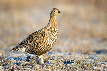 Black grouse (Tetrao tetrix). Female