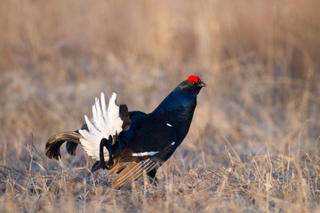 Black grouse (Tetrao tetrix)