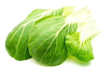 Pak Choi frisch