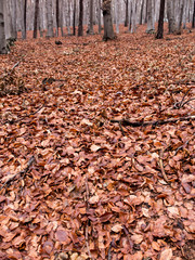  wet beech leaves fallen to the ground as the background