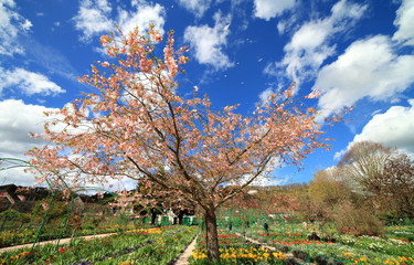 Cerisier du japon au printemps, jardin de Giverny, Normandie