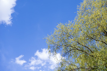Bright trees on sky background. Spring freshness.