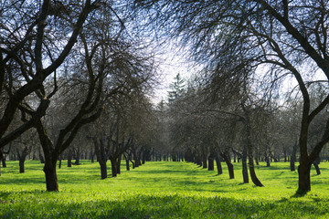 Spring is in the Loshitsa Park in Minsk