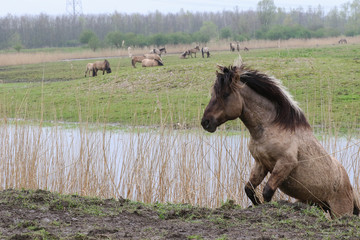 Climbing konik horse © Peter van Dam