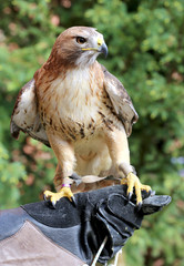 Trained red-hawk sitting on the falconer's glove