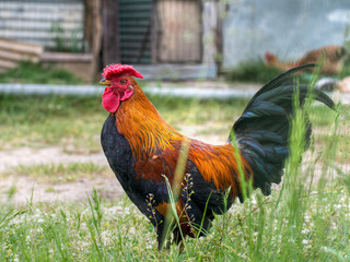 Handsome bantam cockerel, free range
