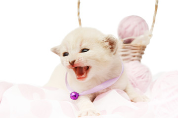 Fototapeta na wymiar Cute white kitten with yarn woolen balls isolated
