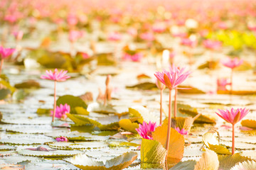 Pink Lotus in lake at thale noi with sunlight