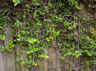 vine covered wooden fence lifestyle background backdrop