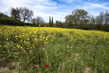 Primavera in Toscana