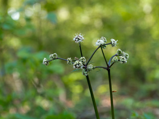 Sanicula europaea aka sanicle, wood sanicle.