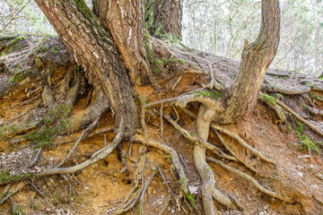 Roots of an old tree