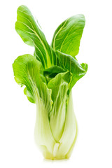 Pak Choi frisch