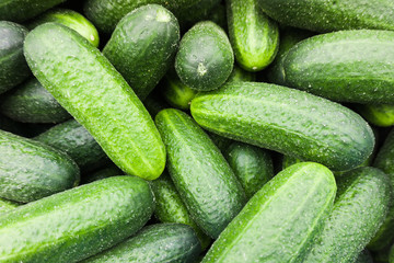 Fresh green cucumber.  Cucumber background
