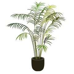 Fototapeta na wymiar Tropical palm tree in flowerpot, isolated vector