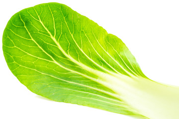 Pak Choi frisch