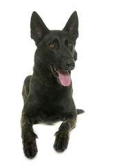 dark dutch shepherd