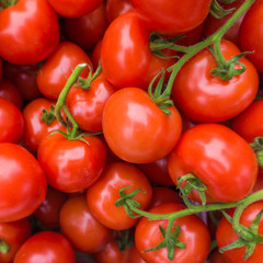 Red tomatoes.  tomato