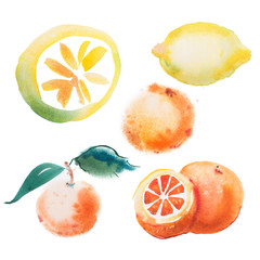 watercolor drawing set of tropical fruits, citrus aquarelle painting on white background