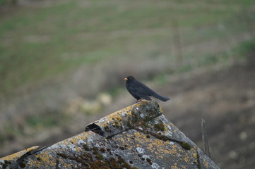 Rozkwitająca jabłoń na wiosnę © klumb