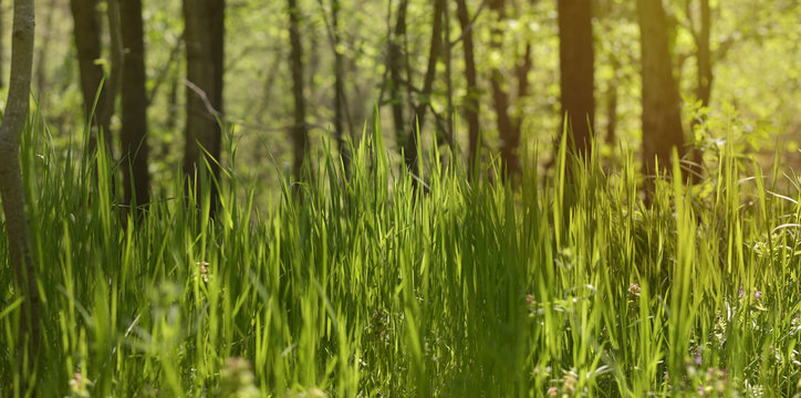 Green grass in the forest with blur effect