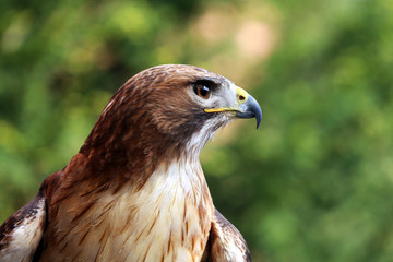 Close up detailed photograph of a red-tailed hawk