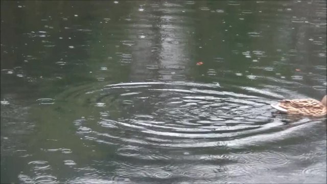duck flapping its wings under the rain