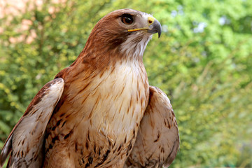 Portrait of an american red-tailed hawk